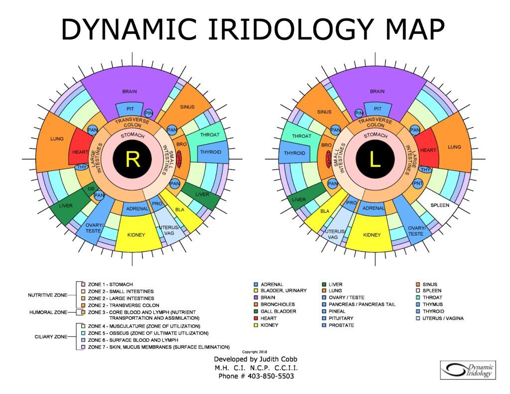 Dynamic Iridology Map-page-0